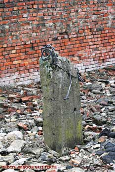 IMG_ (11564)